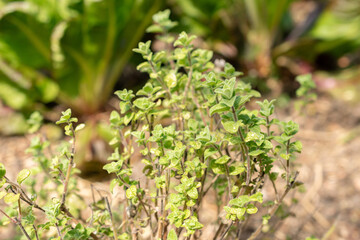 Majorana Syriaca or Origanum Syriacum plant in Zurich in Switzerland