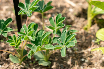 White lupin or Lupinus Albus plant in Zurich in Switzerland