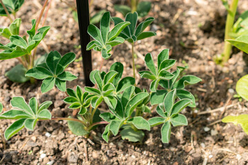 White lupin or Lupinus Albus plant in Zurich in Switzerland