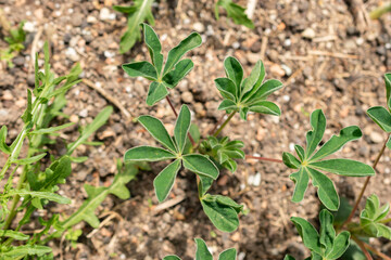 White lupin or Lupinus Albus plant in Zurich in Switzerland