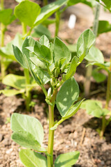 Broad bean or Vicia Faba plant in Zurich in Switzerland