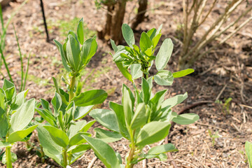 Broad bean or Vicia Faba plant in Zurich in Switzerland