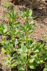 Broad bean or Vicia Faba plant in Zurich in Switzerland