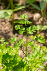 Parsley or Petroselinum Crispum plant in Zurich in Switzerland
