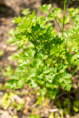 Parsley or Petroselinum Crispum plant in Zurich in Switzerland