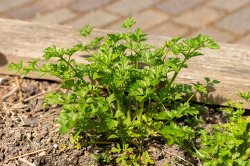 Parsley or Petroselinum Crispum plant in Zurich in Switzerland