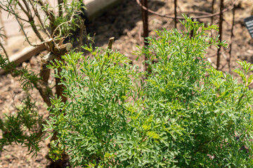 Common rue or Ruta Graveolens plant in Zurich in Switzerland