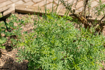 Common rue or Ruta Graveolens plant in Zurich in Switzerland