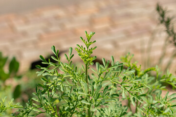 Common rue or Ruta Graveolens plant in Zurich in Switzerland