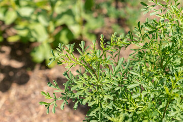 Common rue or Ruta Graveolens plant in Zurich in Switzerland