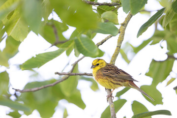 yellowhammer Emberiza citronella perching in vegetation