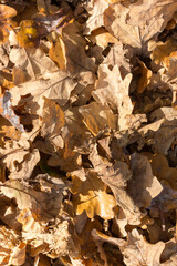 oak leaves texture, autumn fullframe background