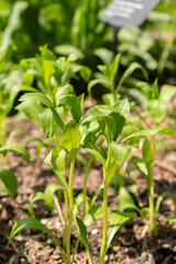 Safflower or Carthamus Tinctorius plant in Zurich in Switzerland