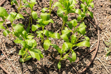 Safflower or Carthamus Tinctorius plant in Zurich in Switzerland