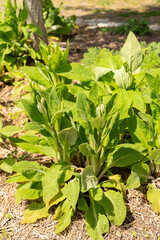 Common foxglove or Digitalis Purpurea plant in Zurich in Switzerland