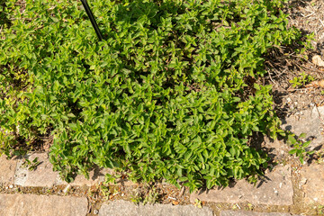 Oregano or Origanum Vulgaris plant in Zurich in Switzerland