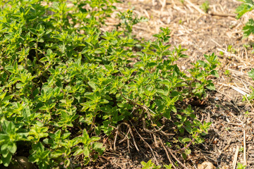Oregano or Origanum Vulgaris plant in Zurich in Switzerland