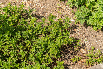 Oregano or Origanum Vulgaris plant in Zurich in Switzerland