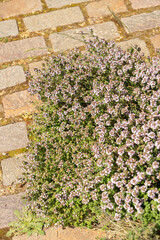 Common thyme or Thymus Vulgaris plant in Zurich in Switzerland