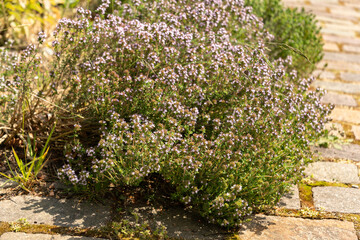 Common thyme or Thymus Vulgaris plant in Zurich in Switzerland