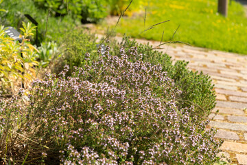 Common thyme or Thymus Vulgaris plant in Zurich in Switzerland