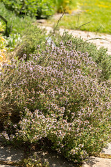 Common thyme or Thymus Vulgaris plant in Zurich in Switzerland