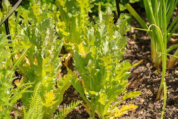 Opium poppy or Papaver Somniferum plant in Zurich in Switzerland