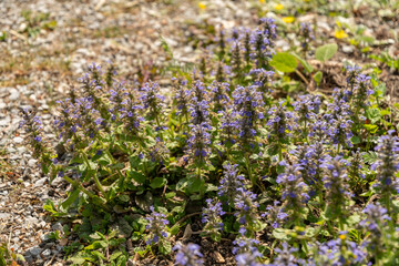 Bugle or Ajuga Reptans plant in Zurich in Switzerland