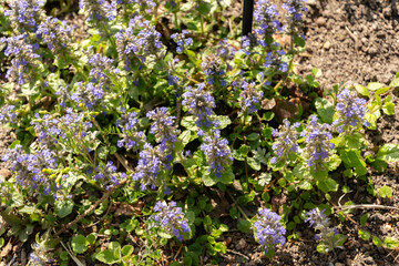 Bugle or Ajuga Reptans plant in Zurich in Switzerland