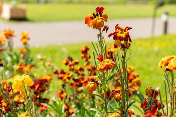 Wallflower or Erysimum Cheiri plant in Zurich in Switzerland