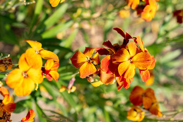 Wallflower or Erysimum Cheiri plant in Zurich in Switzerland