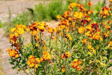 Obraz premium Wallflower or Erysimum Cheiri plant in Zurich in Switzerland