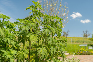 Motherwort or Leonurus Cardiaca plant in Zurich in Switzerland