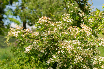 Common hawthorn or Crataegus Monogyna plant in Zurich in Switzerland