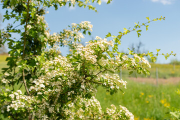 Common hawthorn or Crataegus Monogyna plant in Zurich in Switzerland