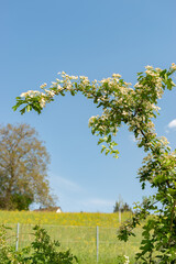 Common hawthorn or Crataegus Monogyna plant in Zurich in Switzerland