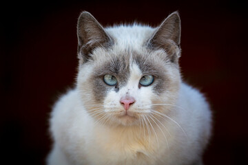 Fototapeta premium Portrait of a cute Siamese cross-eyed cat in close-up on a dark background.