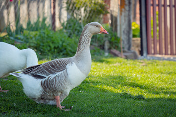 A grey goose walks through the village in close-up.