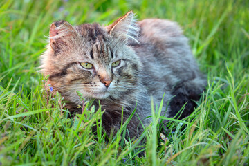 A stray cat in the village in the summer outdoors..Roadside cat 