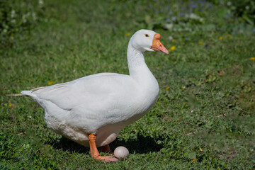 A white goose walks through the village close-up.