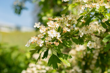 Common hawthorn or Crataegus Monogyna plant in Zurich in Switzerland