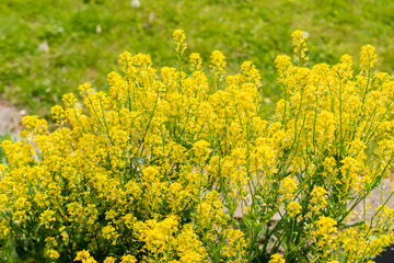 Wintercress or Barbarea Vulgaris plant in Zurich in Switzerland