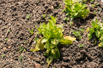 Common centaury or Centaurium Erythraea plant in Zurich in Switzerland