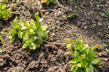Common centaury or Centaurium Erythraea plant in Zurich in Switzerland