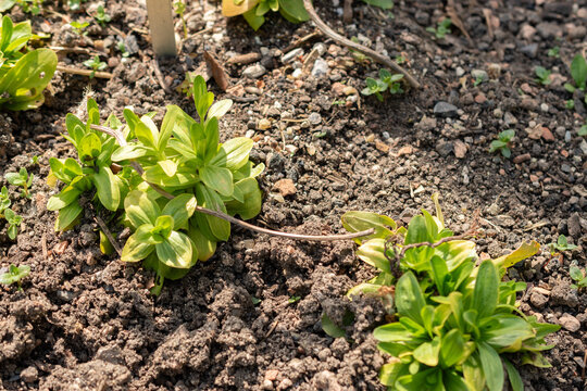 Common centaury or Centaurium Erythraea plant in Zurich in Switzerland