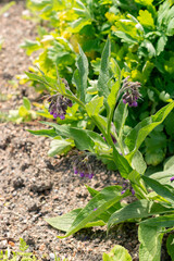 Boneset or Symphytum Officinale plant in Zurich in Switzerland