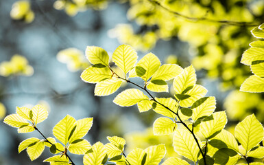 Obraz premium yellow leaves
