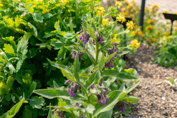 Boneset or Symphytum Officinale plant in Zurich in Switzerland