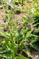 Boneset or Symphytum Officinale plant in Zurich in Switzerland