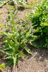 Boneset or Symphytum Officinale plant in Zurich in Switzerland